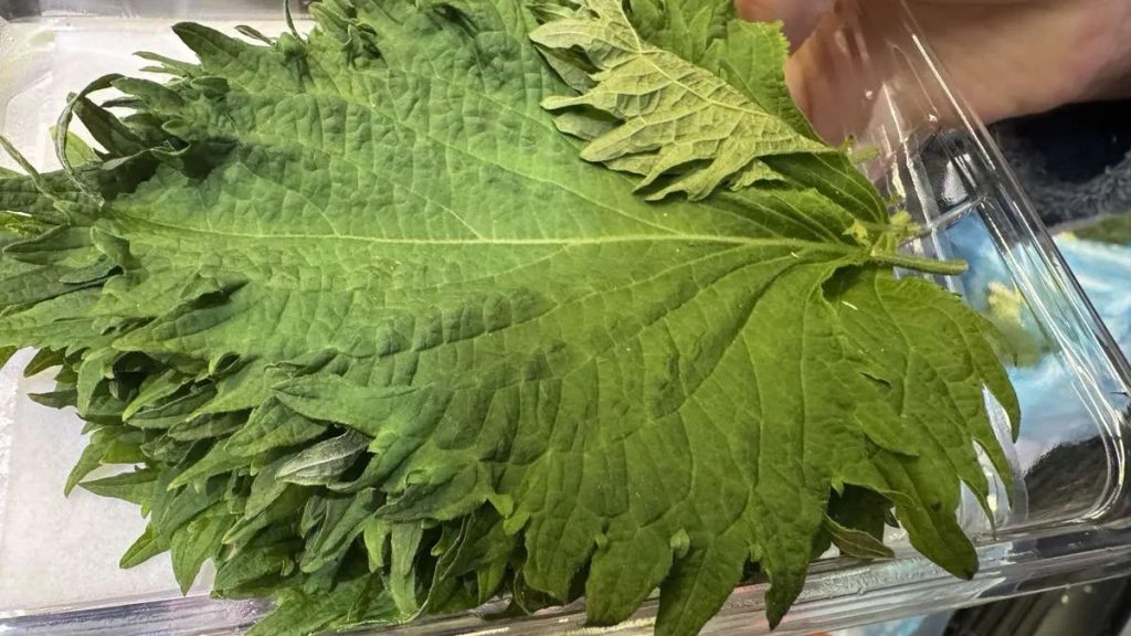 Листата от шисо (Perilla frutescens).